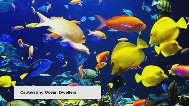 'Video thumbnail for Most Beautiful Fish in the Ocean'