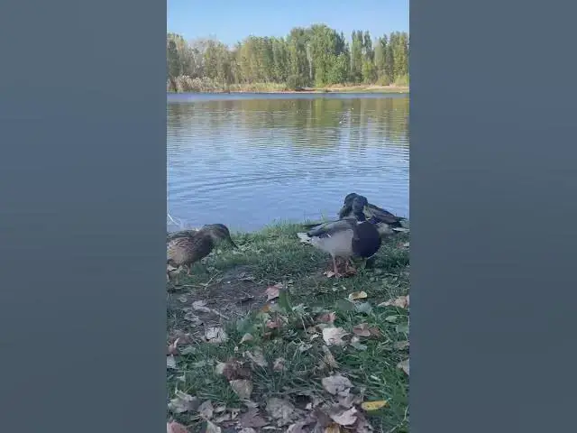 'Video thumbnail for Adorable ducks😍😘🥰#shorts'