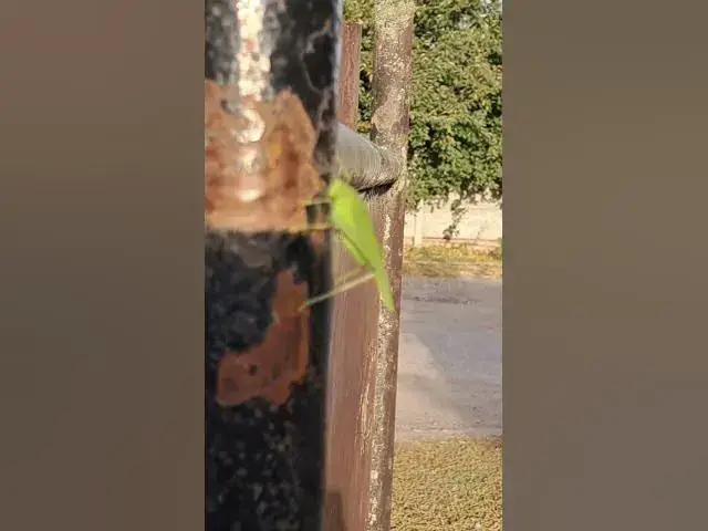 'Video thumbnail for Adorable grasshopper😍😘🥰#shorts'