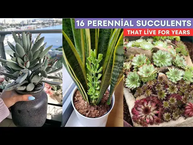 'Video thumbnail for 16 Perennial Succulents That Live For Years'