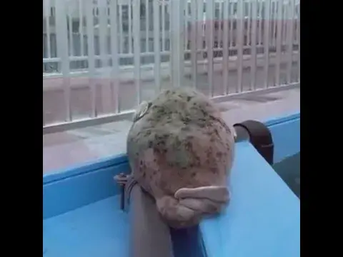 'Video thumbnail for Cute baby birds swimming video | funny baby animals video #shorts'