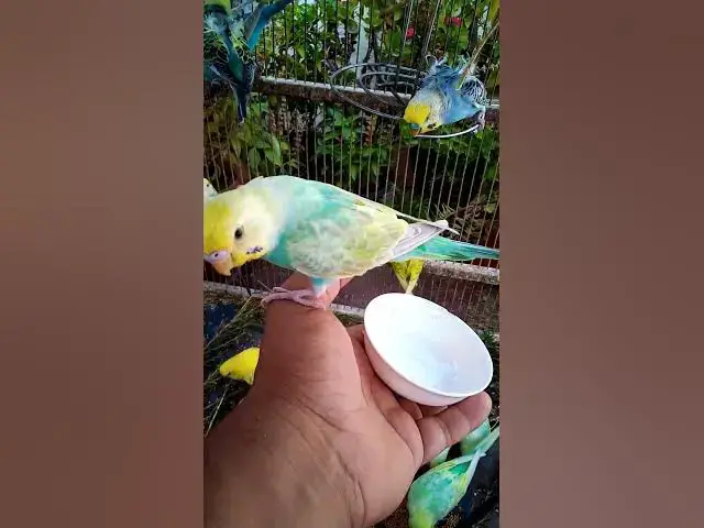 'Video thumbnail for Soaring Profits High Income Bird Businesses with Instant Short Term Gains#birds#parrot #birdslover #'