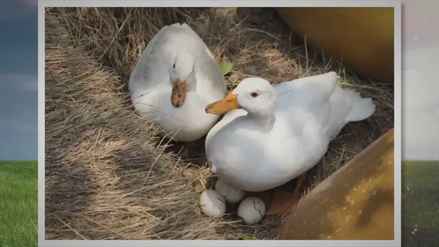 'Video thumbnail for Why Do Ducks Kick Eggs Out Of A Nest? 6 Surprising Reasons! 2023 » Petybird.com'