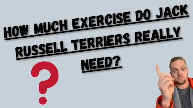 'Video thumbnail for How Much Exercise Do Jack Russell Terriers Need? : My Jack Russell Going For A Run'