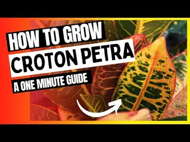 'Video thumbnail for How to Grow Croton Petra Plants At Home | Essential Care Tips #shorts'