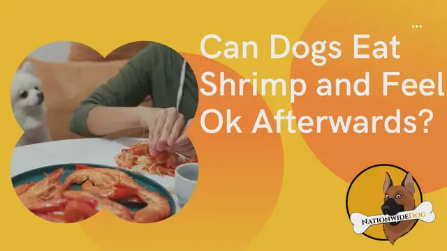 'Video thumbnail for Can Dogs Eat Shrimp and Feel Ok Afterwards?'