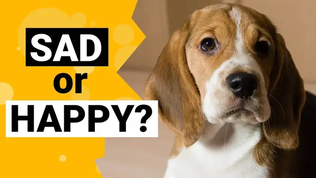 'Video thumbnail for Why do Beagles Always Look Sad?'