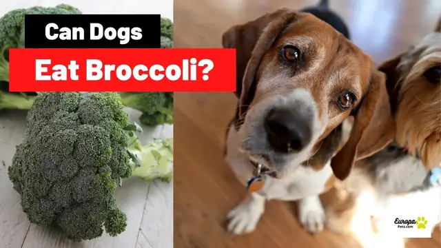 'Video thumbnail for Can Dogs Eat Broccoli? What You Should Know'