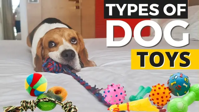 'Video thumbnail for 6 Types of Dog Toys and How to USE Them?'