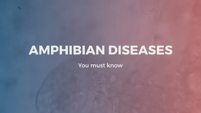 'Video thumbnail for Amphibian Diseases You must Know'