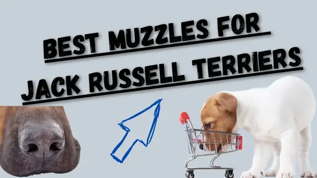 'Video thumbnail for Best Muzzles For Jack Russell Terriers (My New Favorite Muzzle/ Gentle Muzzle Guards For Dogs)'