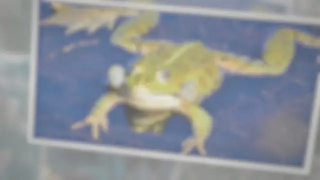 'Video thumbnail for Are Frogs Omnivores?'