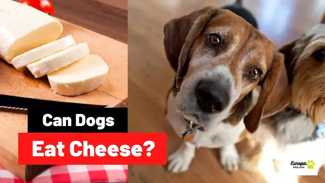 'Video thumbnail for Can Dogs Eat Cheese? All You Need to Know!'