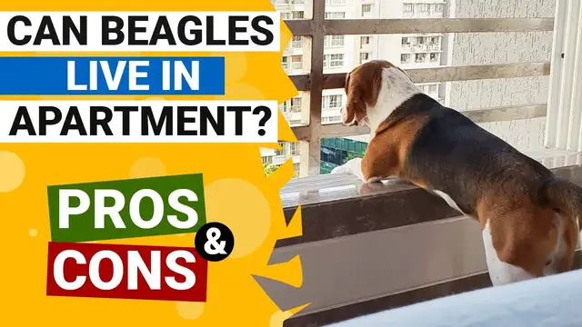 'Video thumbnail for Can Beagles Live in Apartment Happily?'