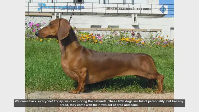 'Video thumbnail for Dachshunds: Pros and Cons of This Lovable Breed'