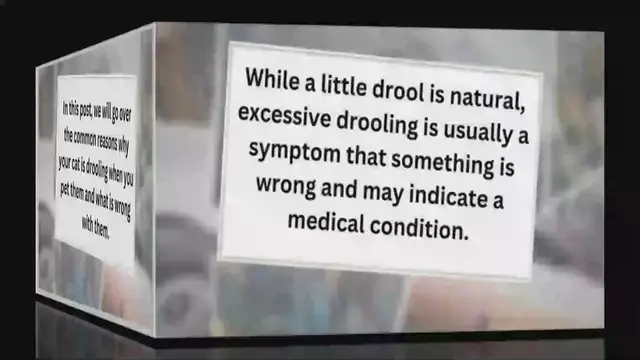 'Video thumbnail for Why Do Cats Drool When You Pet Them? Is It Normal! '