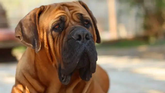 'Video thumbnail for Training your English Mastiff - Your Mastiff Training Guide'