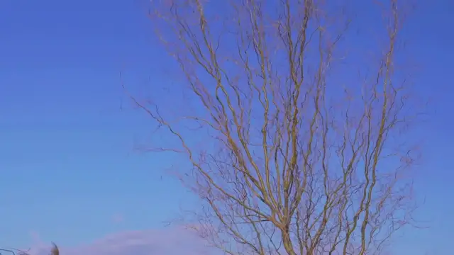 'Video thumbnail for Short summary of the poem "Blow, Blow, Thou Winter Wind" written by one of the finest poet and playwright William Shakespeare'