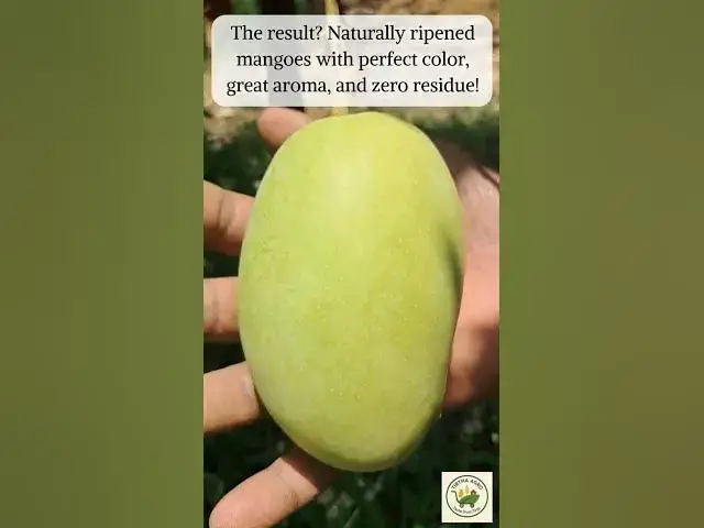 'Video thumbnail for Mango Bagging Explained | Secret Behind Naturally Ripened Mangoes ! | Export-Quality #Mango 🥭📦'