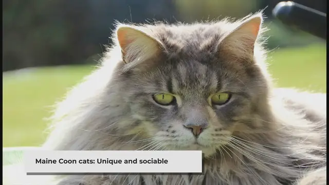 'Video thumbnail for Disciplining a Maine Coon Cat: A Comprehensive Guide'