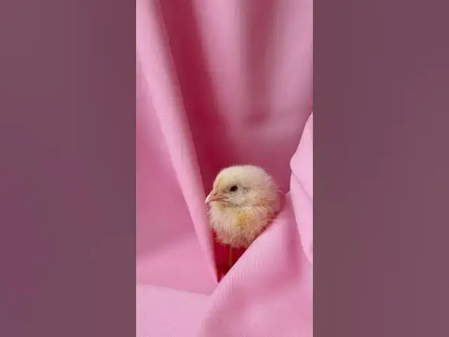 'Video thumbnail for Nice to feel home ooh Lovely chick real comfort'