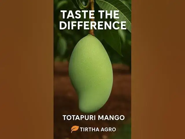 'Video thumbnail for 🦜 Totapuri Mango – The Parrot-Nosed Wonder! "Taste The Difference" 🥭 #TirthaAgro'