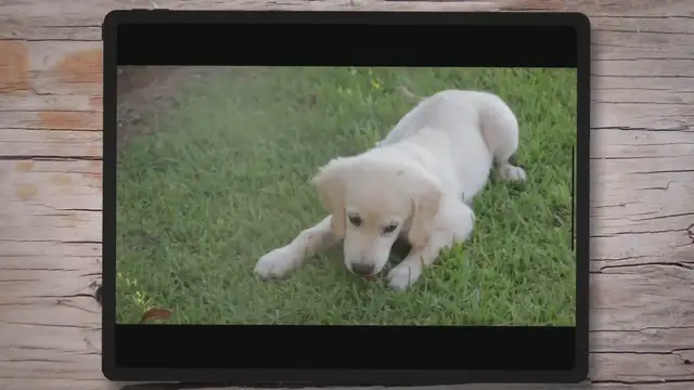 'Video thumbnail for Why Is My Golden Retriever’s Nose Turning Pink? (Solved)'