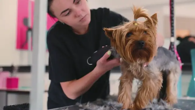 'Video thumbnail for Dog Groomers'
