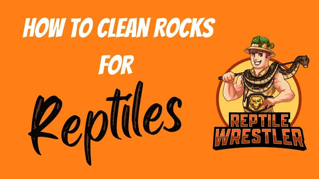 'Video thumbnail for How to Clean Rocks for Reptiles?'