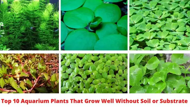 'Video thumbnail for Best aquarium plants that grow without soil or substrate'