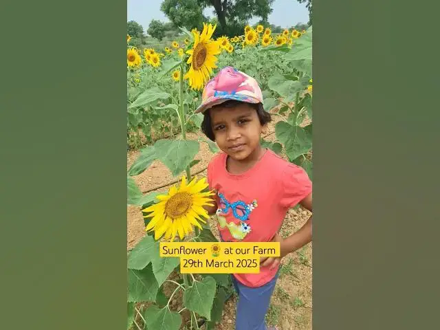 'Video thumbnail for Sunflower 🌻 Walk at our Natural Farm #sangola #baramati #sunflower #farm #summer #2025 29/03/2025'