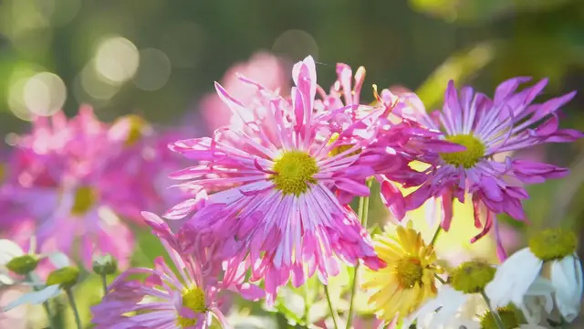 'Video thumbnail for Flowers of the world'