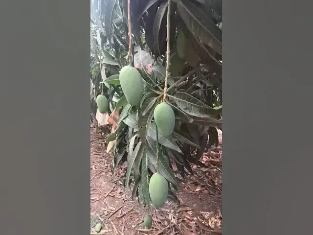 'Video thumbnail for 🥭 Tirtha Agro Mango Farm – Plot 1 | Summer 2025 Season Begins! 🌞🍃'