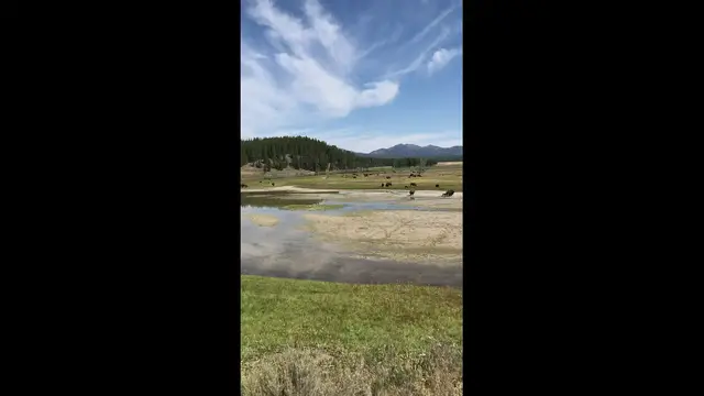 'Video thumbnail for Best places to see bison in Yellowstone'