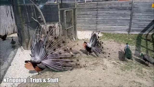'Video thumbnail for Peacock Dance at the Melnicite Complex, Gorna Malina, Bulgaria'