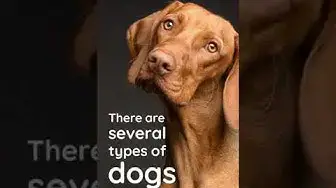 'Video thumbnail for Types of Dogs #shorts'