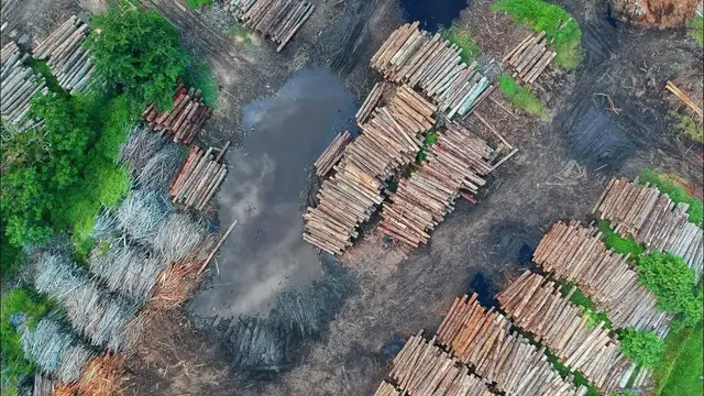 'Video thumbnail for Effects Of Deforestation'