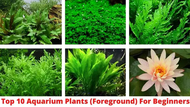 'Video thumbnail for Best Aquarium plants for Beginners'