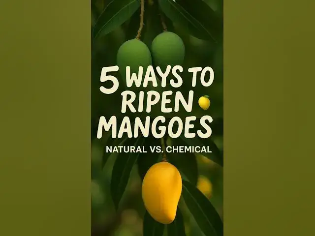 'Video thumbnail for 5 Ways to Ripen Mangoes 🍋 | Natural vs Chemical | On Tree | Straw Box | Ethylene Chamber | Ethephon'