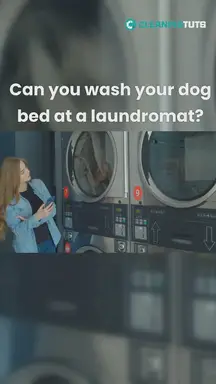 'Video thumbnail for CanYouWashYourDogBed'