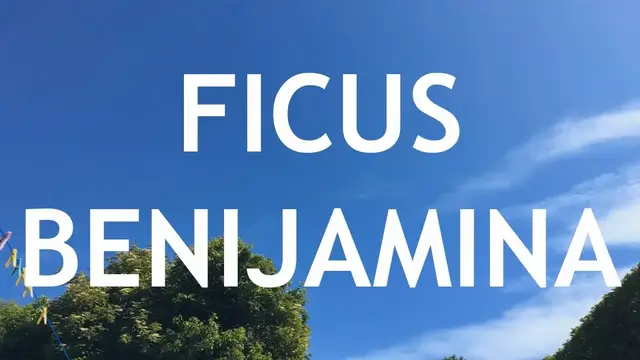 'Video thumbnail for Fusion Ficus Benjamina Bonsai, 1'