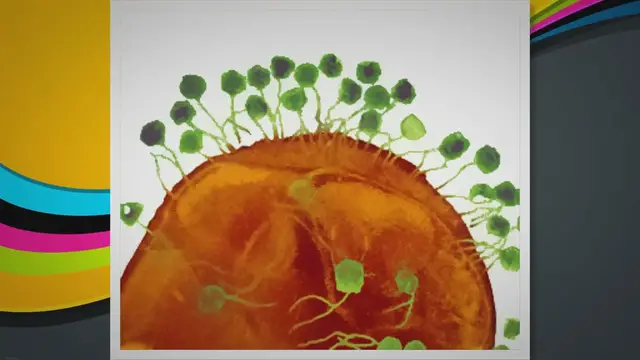 'Video thumbnail for Halteria: The first known virus-eating organisms'