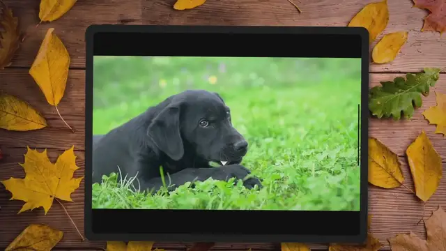 'Video thumbnail for Golden Retriever vs. Labrador Retriever'