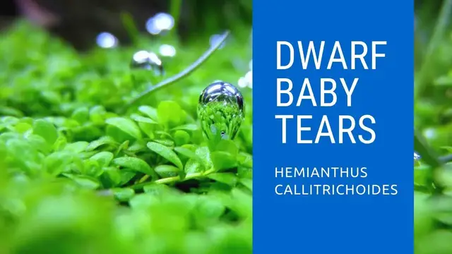 'Video thumbnail for How To Plant: Dwarf Baby Tears - Hemianthus Callitrichoides ‘Cuba’'
