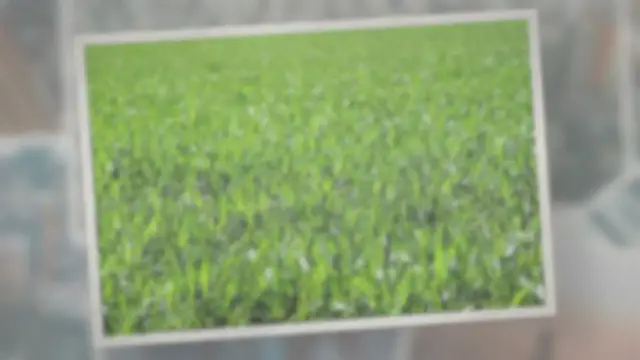 'Video thumbnail for Do Geese Eat Grass? Is It Healthy for Them?'