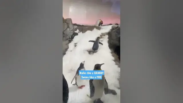 'Video thumbnail for Granny Walks! #penguin #roadtrip #beautifuldestinations #mammal #sealife #toronto #london #India'
