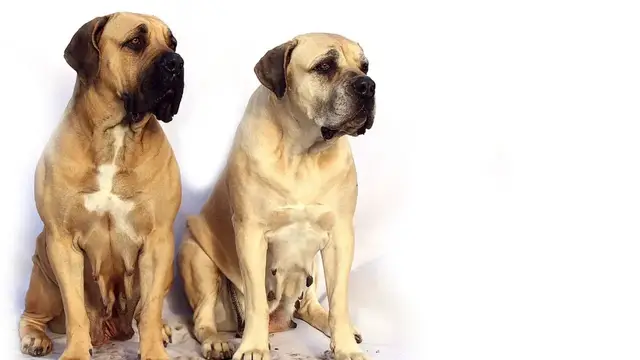 'Video thumbnail for Mastiff Temperament - Are English Mastiff Aggressive?'