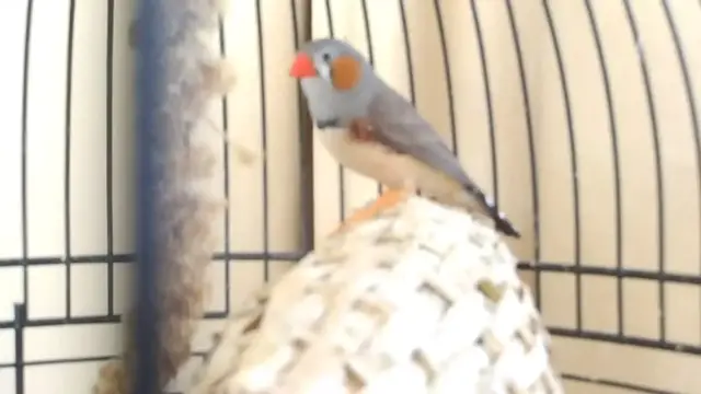 'Video thumbnail for Kleine Timor zebravinken'