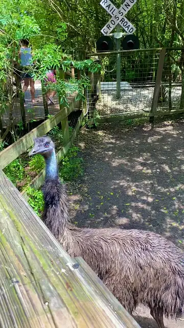 'Video thumbnail for Emu at Zoo in Orlando FL'