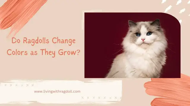 'Video thumbnail for Do Ragdolls Change Colors as They Grow'